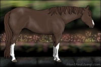 Horse Color:Liver Chestnut 