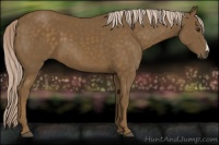 Horse Color:Chocolate Palomino 