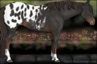 Horse Color:Liver Chestnut Tobiano Appaloosa