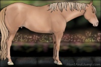 Horse Color:Gold Champagne