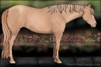 Horse Color:Gold Champagne 