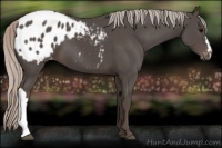 Horse Color:Silver Black Appaloosa