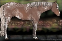 Horse Color:Silver Bay Ice Sabino
