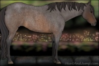 Horse Color:Buckskin Roan 