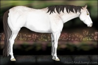 Horse Color:White Spotted Amber Champagne