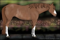 Horse Color:Chestnut Rabicano 