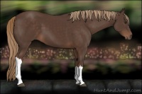 Horse Color:Liver Chestnut