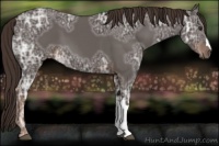 Horse Color:Liver Chestnut Ice 