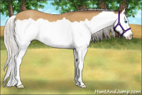 Horse Color:Silver Sable Cream Champagne Splash 