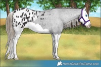 Horse Color:Smoky Black Splash Appaloosa 