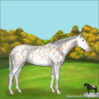 Horse Color:Silver Amber Champagne Splash Appaloosa 