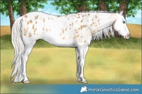Horse Color:White Spotted Silver Sable Cream Champagne Splash Appaloosa