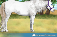 Horse Color:White Spotted Smoky Grullo Splash Snowcap