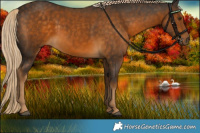Horse Color:Chocolate Palomino 