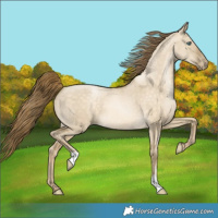 Horse Color:Buckskin Pearl Dun 
