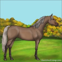 Horse Color:Silver Brown Dun 