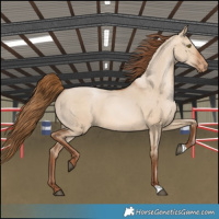 Horse Color:Bay Pearl Dun 
