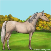 Horse Color:Silver Brown Pearl Dun 