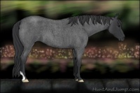 Horse Color:Blue Roan 
