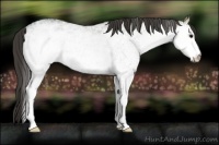 Horse Color:White Spotted Smoky Black Ice