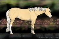 Horse Color:Palomino 