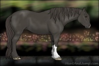 Horse Color:Smoky Black 