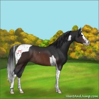 Horse Color:Brown Sabino Splash Tobiano Rabicano 