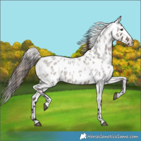Horse Color:Liver Red Roan Leopard 