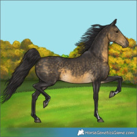 Horse Color:Buckskin Rabicano 