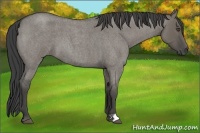 Horse Color:Smoky Grullo Roan 