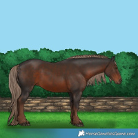 Horse Color:Liver Chestnut 