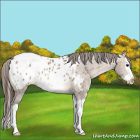 Horse Color:Brown Dun Splash Appaloosa