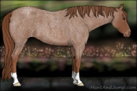 Horse Color:Red Roan Appaloosa 