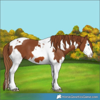 Horse Color:Chestnut Splash Tobiano  and Chestnut Splash Tobiano 
