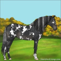 Horse Color:White Spotted Black 