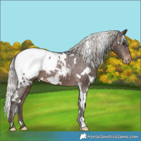 Horse Color:White Spotted Silver Brown Appaloosa 