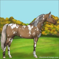 Horse Color:White Spotted Silver Buckskin Dun