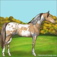 Horse Color:White Spotted Amber Cream Champagne Appaloosa 