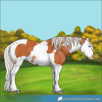Horse Color:Bay Splash Tobiano  and Silver Bay Splash Tobiano 