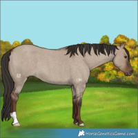 Horse Color:Liver Red Dun Roan 