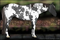 Horse Color:White Spotted Liver Red Roan 
