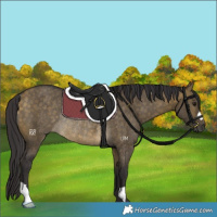 Horse Color:Buckskin Dun Rabicano 