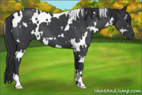 Horse Color:White Spotted Blue Roan 