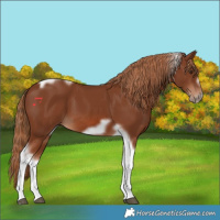 Horse Color:Chestnut Tobiano Frame 