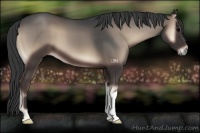 Horse Color:Blue Onyx