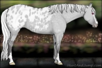 Horse Color:Silver Smoky Grullo Chinchilla Sabino Blanket