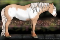 Horse Color:Silver Amber Champagne Frame 