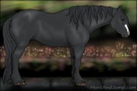 Horse Color:Black 