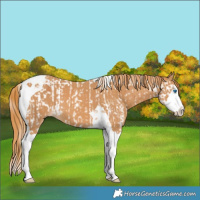 Horse Color:Chestnut Splash Tobiano  and Chestnut Splash Tobiano 