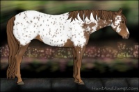 Horse Color:Gray Chestnut Appaloosa